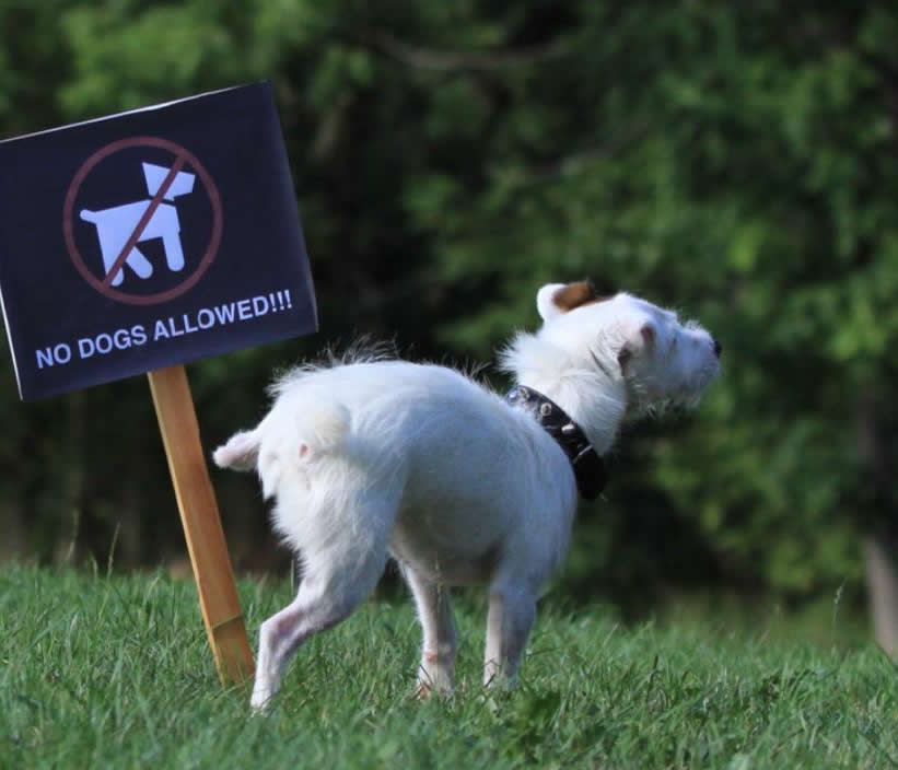 doginsightlab's tweet image. Your dog isn’t just peeing everywhere. They’re gathering data and leaving messages.
Every sniff and mark is nervous system work:
• Mapping safety
• Regulating emotion
• Claiming space when unsure
It’s not random or by chance.
It’s how they process the world.