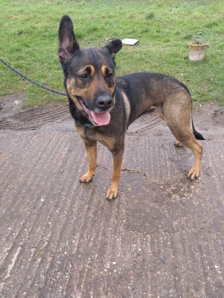 Luna is just a year old and the #Notts kennels say she is a fabulous little girl who loves everyone, Luna can live with older kids and has been fine with the other #dogs at the kennels 
#germanshepherd 
gsrelite.co.uk/luna-14/