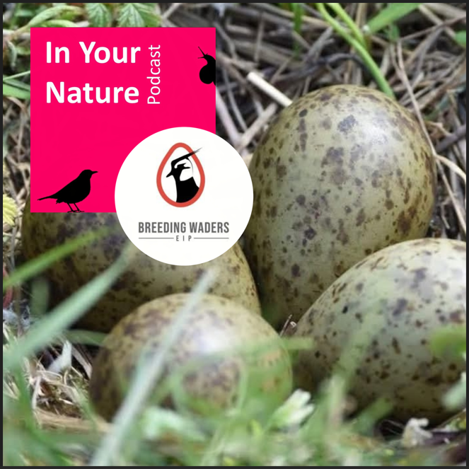 Westmeath County Council (@westmeathcoco) on Twitter photo 🎧 New Episode Out Now!
In Your Nature Podcast starting this Monday 21st July 2025
In this week’s In Your Nature, we welcome Owen Murphy, Senior Project Manager with the Breeding Waders EIP, for a powerful and timely conversation about the fight to save some of Ireland’s most 🎧 New Episode Out Now!
In Your Nature Podcast starting this Monday 21st July 2025
In this week’s In Your Nature, we welcome Owen Murphy, Senior Project Manager with the Breeding Waders EIP, for a powerful and timely conversation about the fight to save some of Ireland’s most