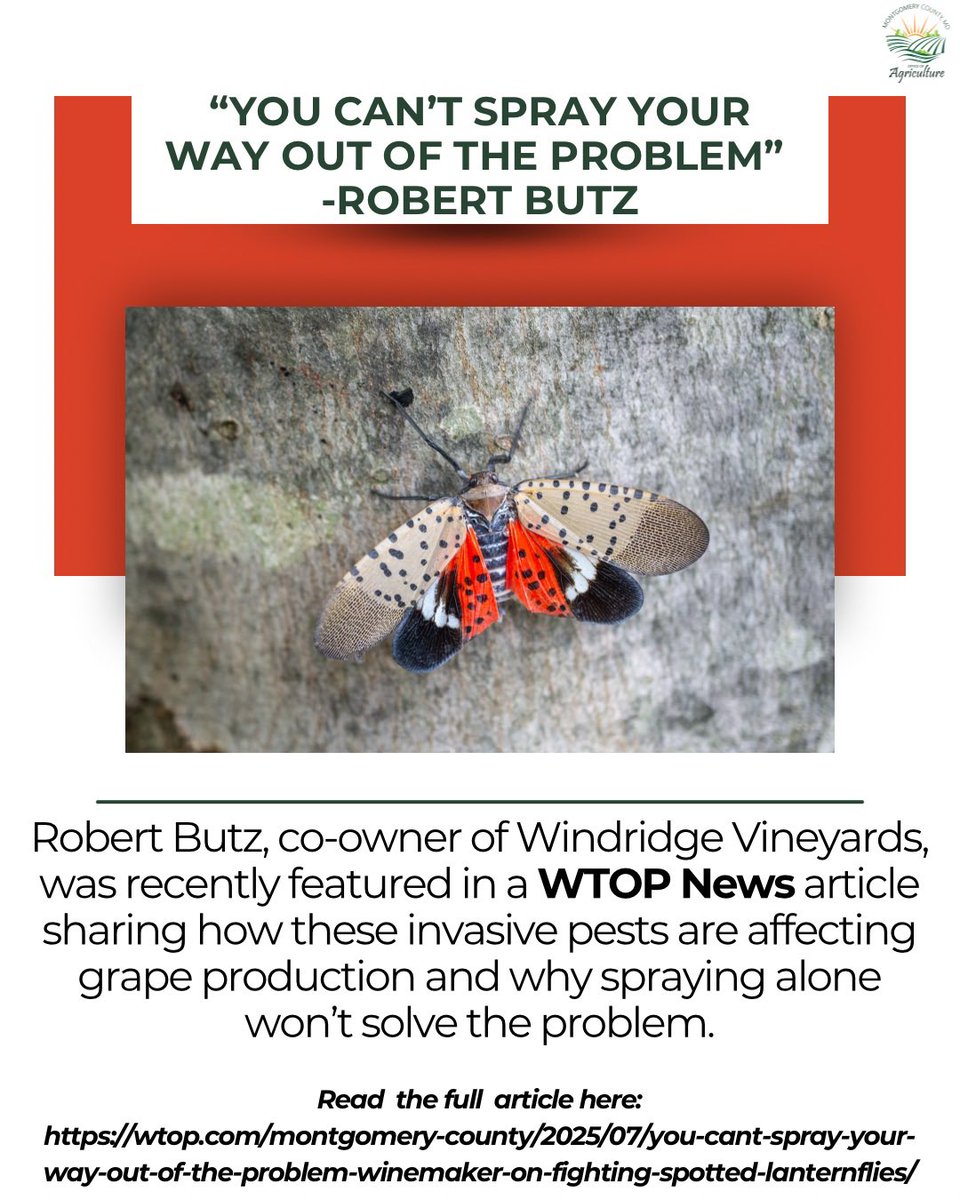MoCoOAG's tweet image. 🍇 Robert Butz co-owner of Windridge Vineyards in Darnestown, @WTOP article, “You can’t spray your way out of the problem.”
📰 Read the full article:
wtop.com/montgomery-cou…
#MoCoAg #WindridgeVineyards #SpottedLanternfly #InvasiveSpecies #MarylandWine #SupportLocalFarms