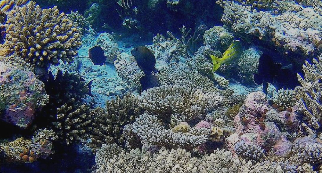 reef_research's tweet image. CORAL RESTORATION NEWS: Maldives coral reef restoration takes pioneering step forwards
oceanographicmagazine.com/news/maldives-…
Coral reef restoration in the Maldives is taking a pioneering step forwards thanks to a cross-collaborative effort between local marine biologists and scientists from…