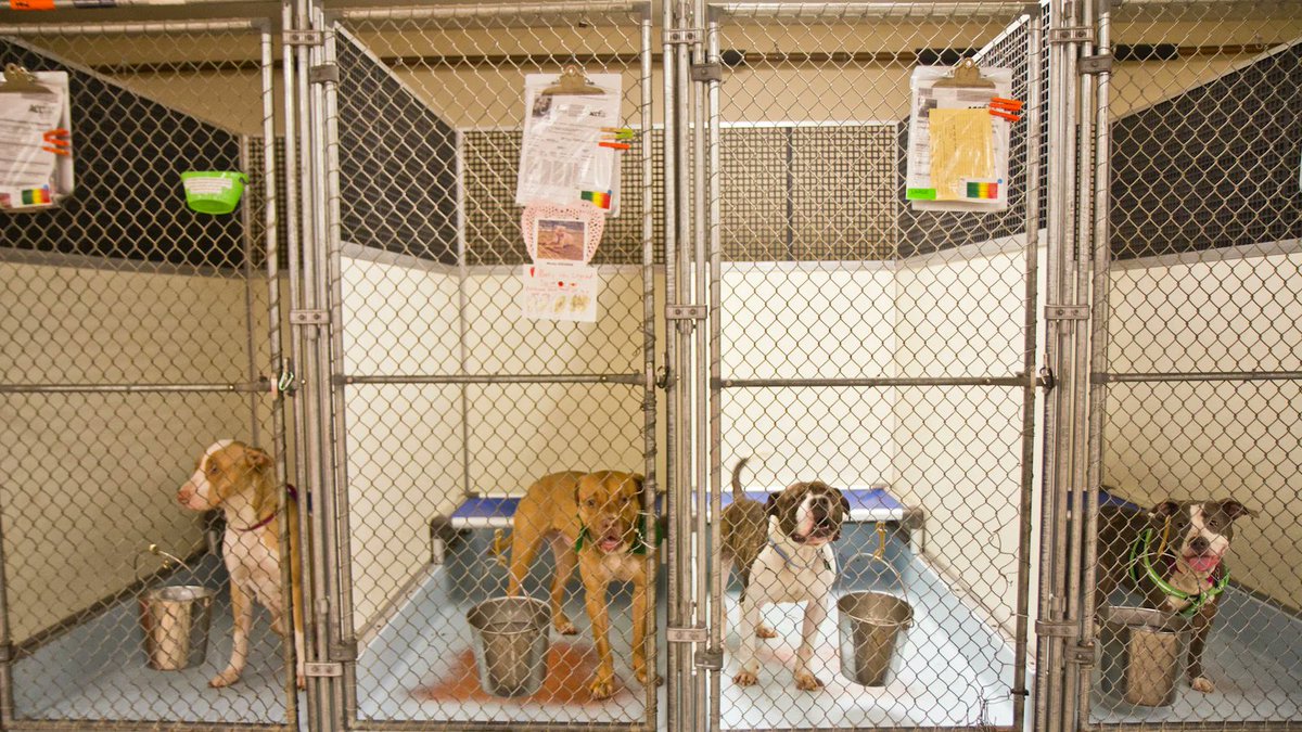 doginsightlab's tweet image. Rescue isn’t just a shelter and a dog.
It’s a network of volunteers, foster homes, transport drivers, vets, and adoption teams often underfunded and overwhelmed.
Each dog you see listed?
Dozens of people made that possible.
It’s not simple. It’s a system held up by heart.