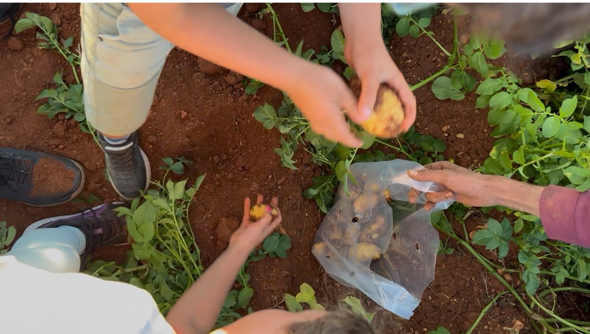 ElieNaddaf3's tweet image. Bekaa Valley
Digging up potatoes 🥔 , baking them in a bonfire 🔥 then enjoying a barbecue on the side 🍗 .
#Travel #Family #Food