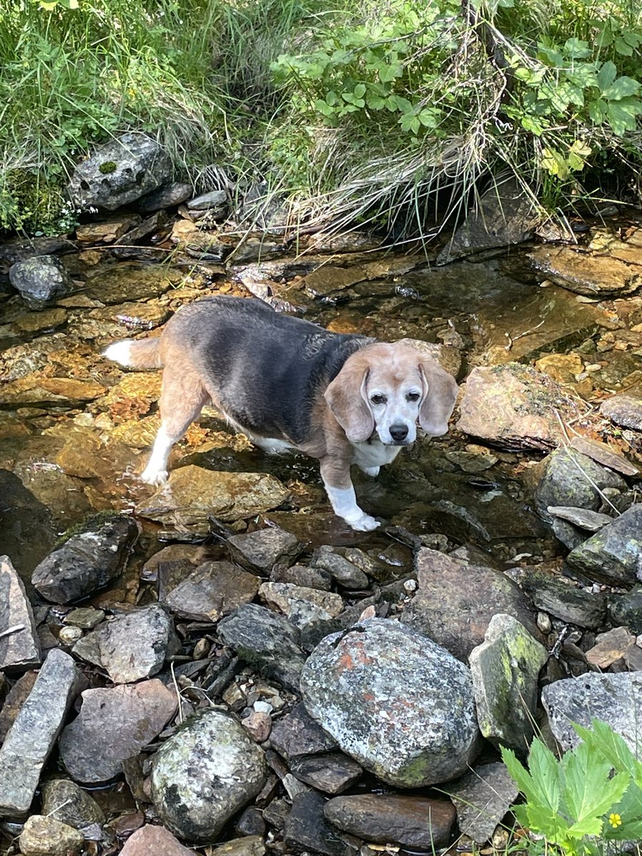 Earthbasedsoul's tweet image. Today was exam day for Dobby. After careful observation, she passed and, for the thirteenth year, she’ll continue as my official mushroom-hunting assistant!
