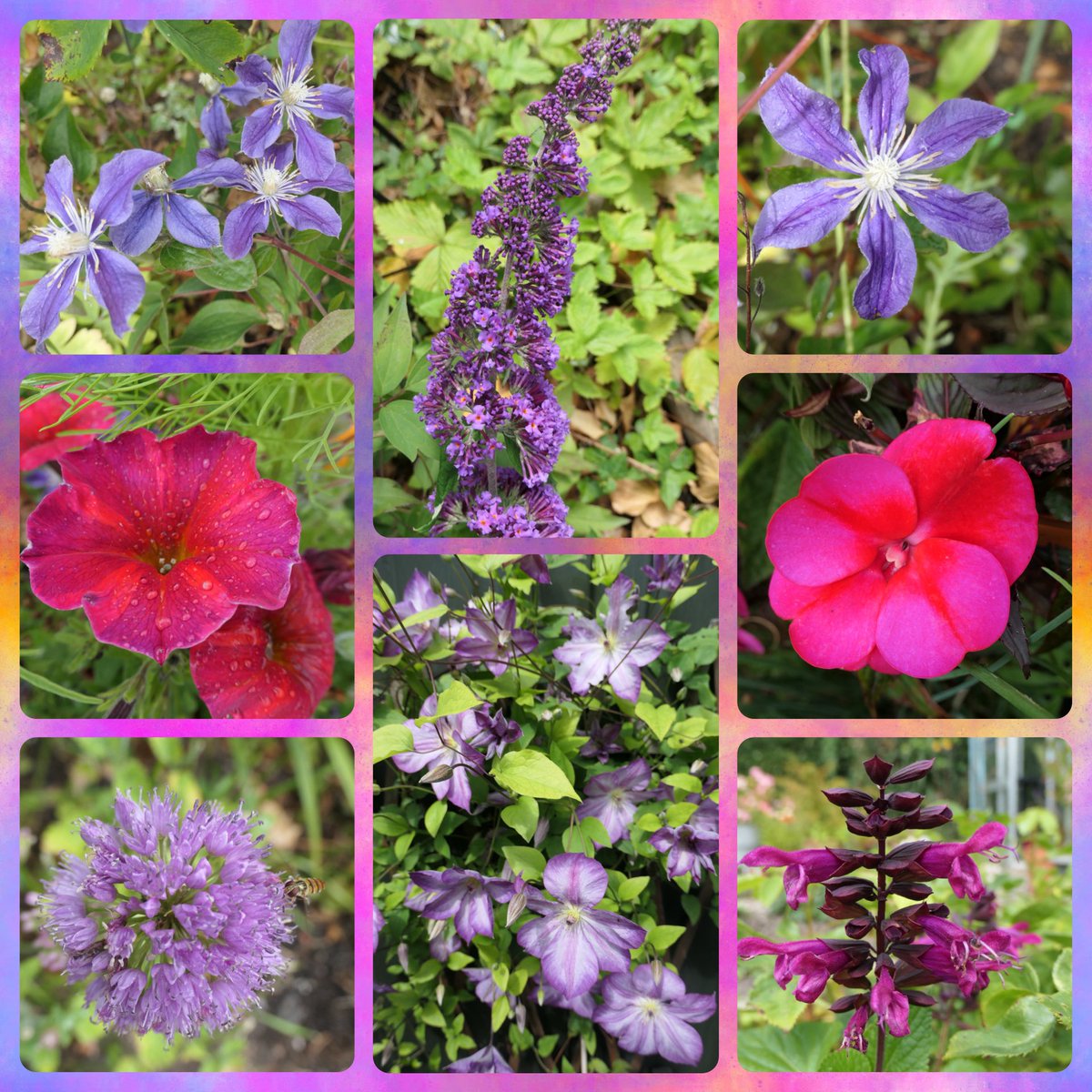 bumblebuddeez's tweet image. Happy #FlowersOnFriday from our garden 🩷🌿💜🌿🩷🌿💜🌿🩷