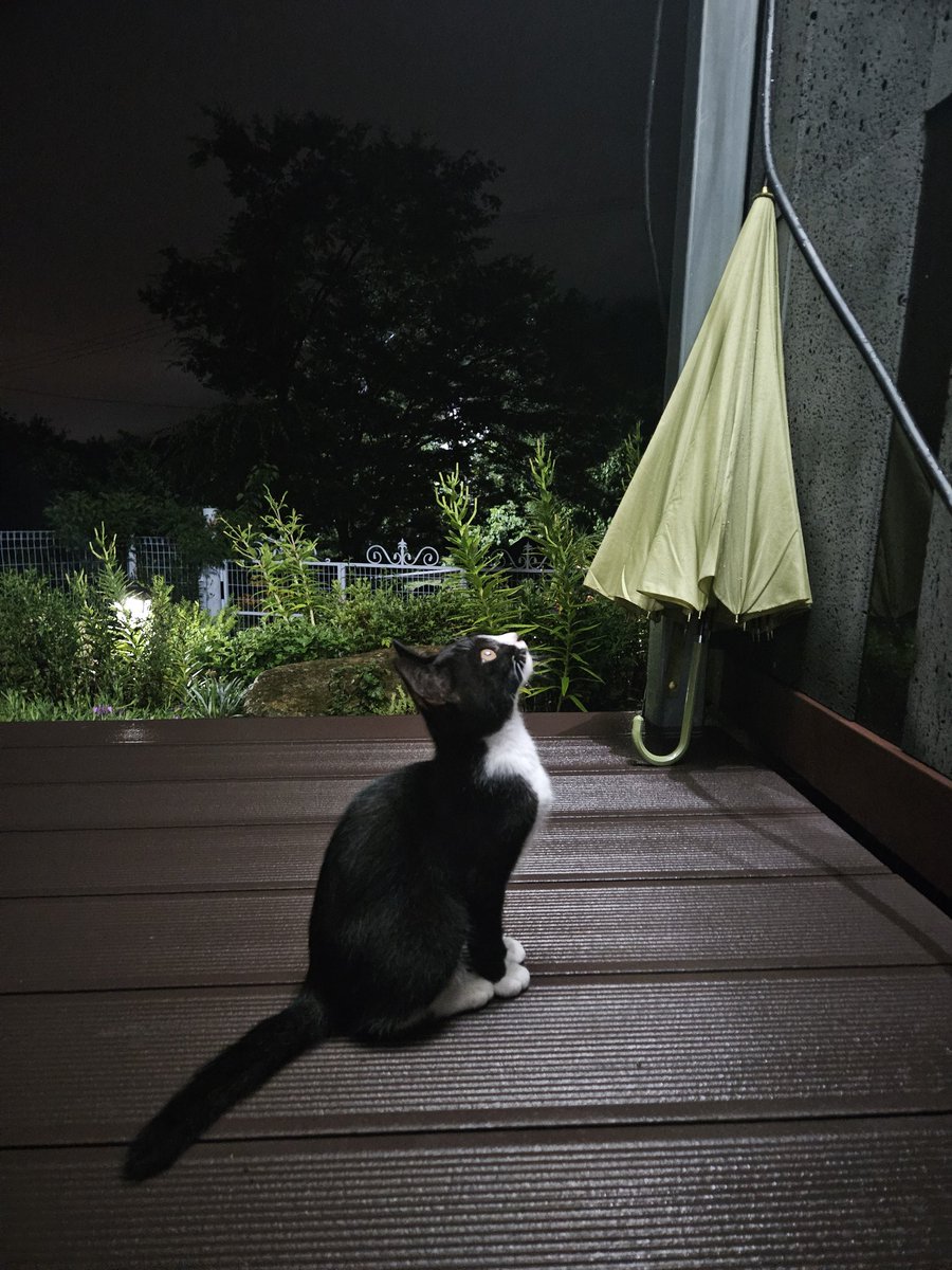 cutewarmkitty's tweet image. 나방에 초집중 ㅋ
팔공산 고양이 3아깽이의 평생 가족을 찾습니다. 1차접종/구충완료/5.1생/문의DM