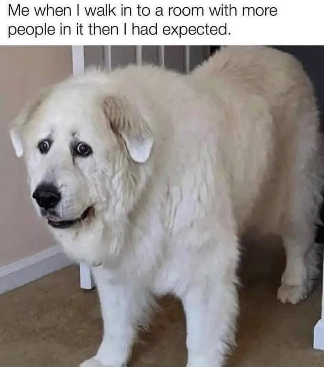 ccannonauthor's tweet image. #introvert #introvertissues #dogs #FridayVibes