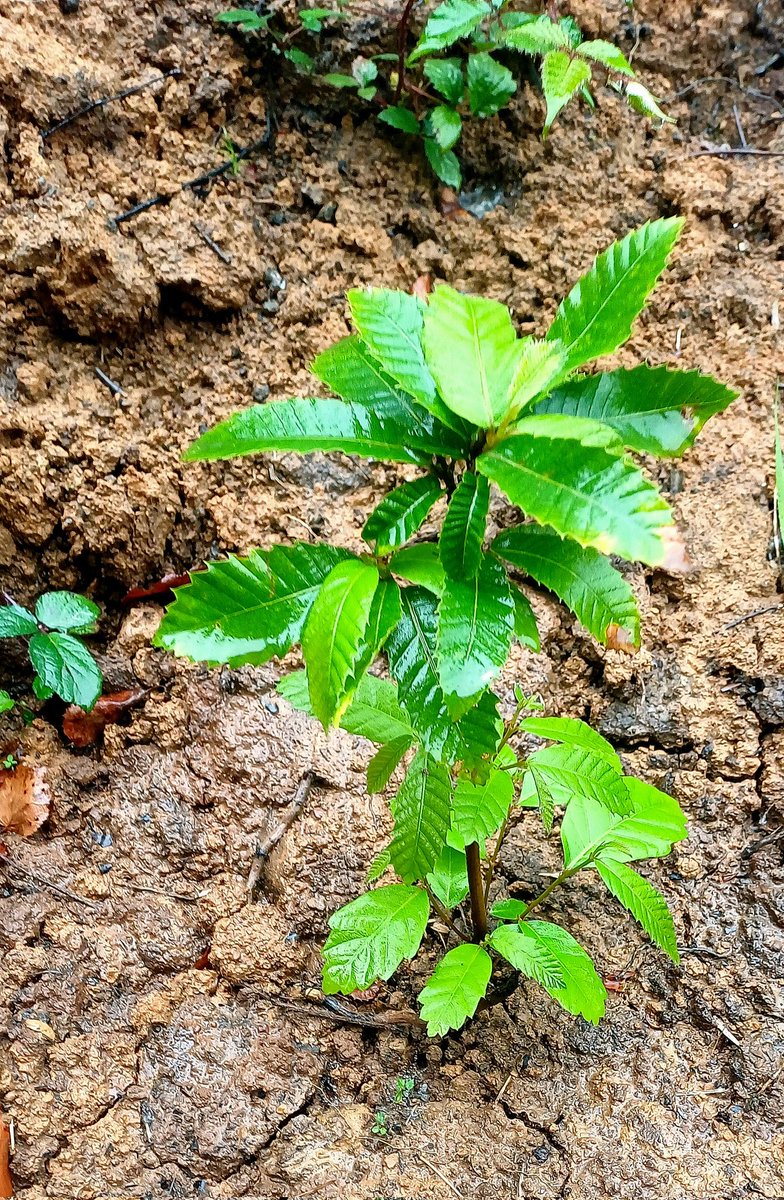 Clásico día de campo en #Asturias 🌳☔️, esta vez haciendo el seguimiento a las parcelas de arbolado del  <a href="/LIFEprogramme/">LIFE Programme</a> @Carbon2Mine. Además, tuvimos la visita de nuestra antigua compañera Pilar.
 <a href="/uniovi_info/">Universidad Oviedo</a> <a href="/HunosaEmpresas/">Hunosa Empresas</a> <a href="/IndurotUniovi/">Indurot</a> <a href="/IndurotUniovi/">Indurot</a> <a href="/SECS_Spain/">Soc Española Ciencia del Suelo</a> #science