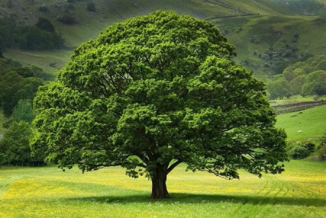 Imagine a beautiful and inexpensive carbon capture machine that can last for generations to capture solar energy and convert water, carbon dioxide and minerals into oxygen and store energy-rich organic compounds while also reducing surrounding temperatures and pollution? 🌳