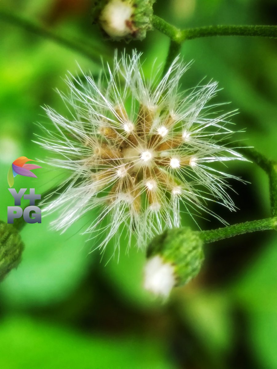 Dandelions bloom against a backdrop of green leaves

#photography #photo  #photograph #photooftheday #photographylovers #PhotographyIsArt #nature #naturelove #NatureIsAmazing #naturescenery #naturelover #macro #macrophotography