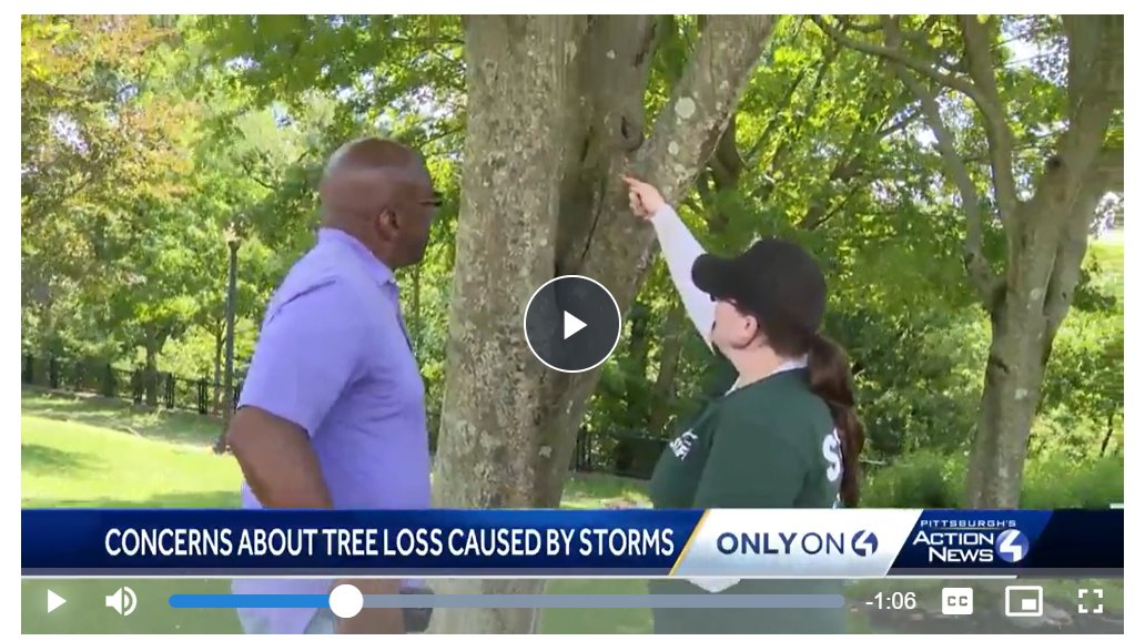 pittsburghparks's tweet image. ⛈️It’s no secret that strong winds can cause irreparable damage to trees, but this year has been especially brutal. Over 500 trees in Pittsburgh’s parks have been uprooted or taken a beating, this year alone.
🌳Planting the next generation of trees is crucial! And we need to…