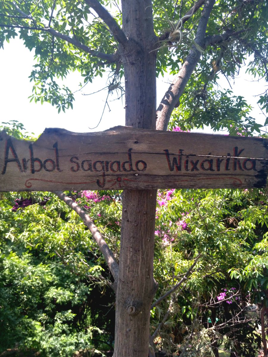 A sacred tree.

Un arbol sagrado.