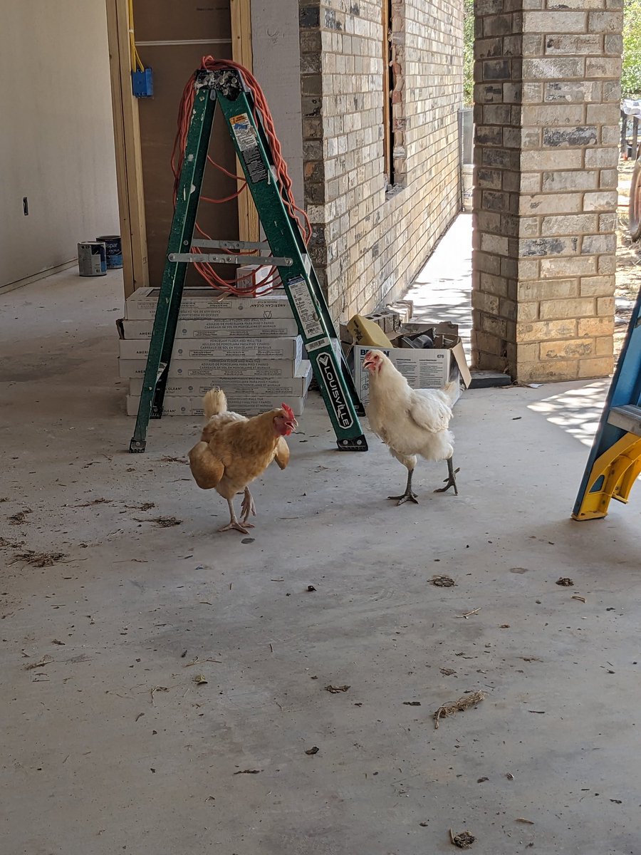 RealAndyIvey's tweet image. Timeline is bleak so here are some chickens coming to finish the job. They are over budget and 6 weeks behind schedule.