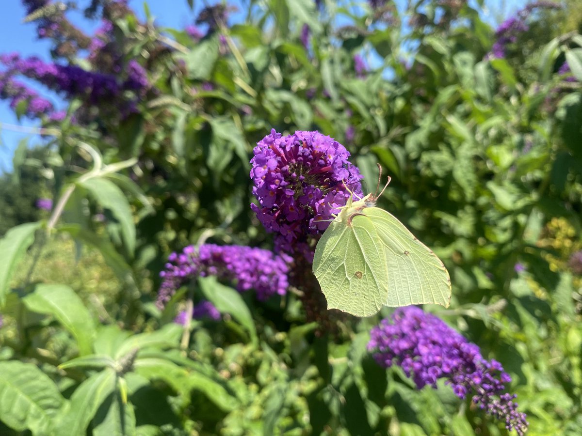 karen_flynn's tweet image. Last sunny day for a while and the butterflies are feasting 🦋