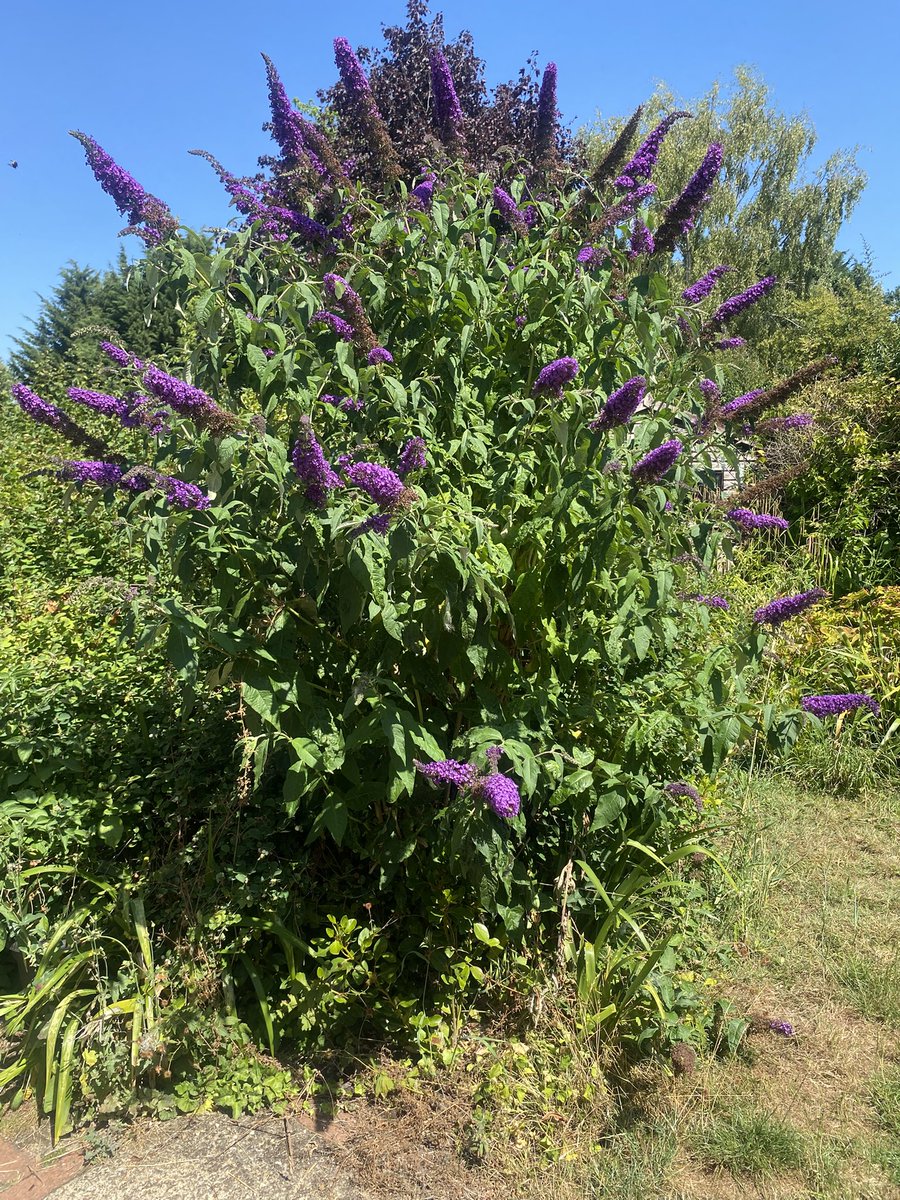 karen_flynn's tweet image. Last sunny day for a while and the butterflies are feasting 🦋