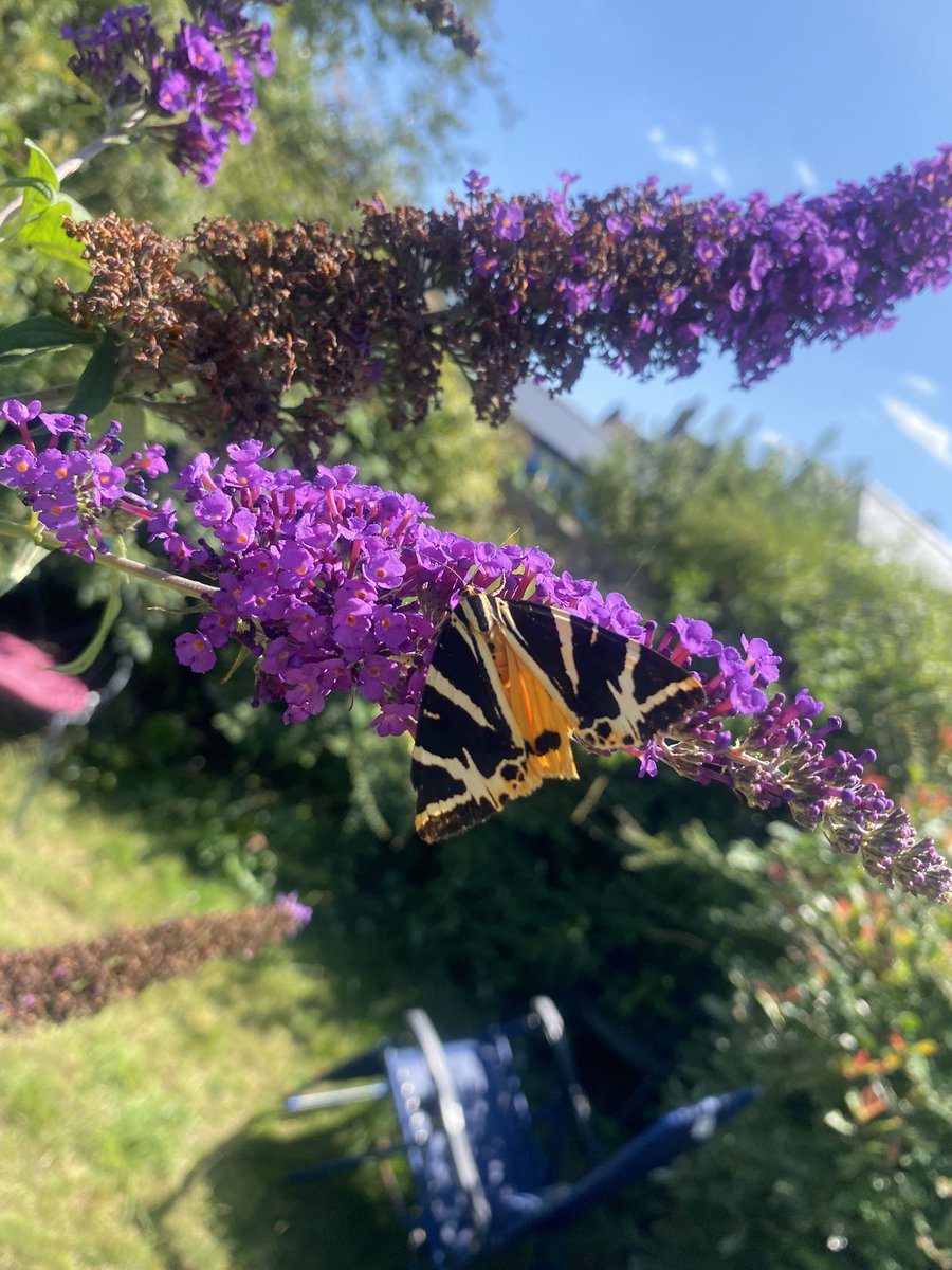 karen_flynn's tweet image. Last sunny day for a while and the butterflies are feasting 🦋