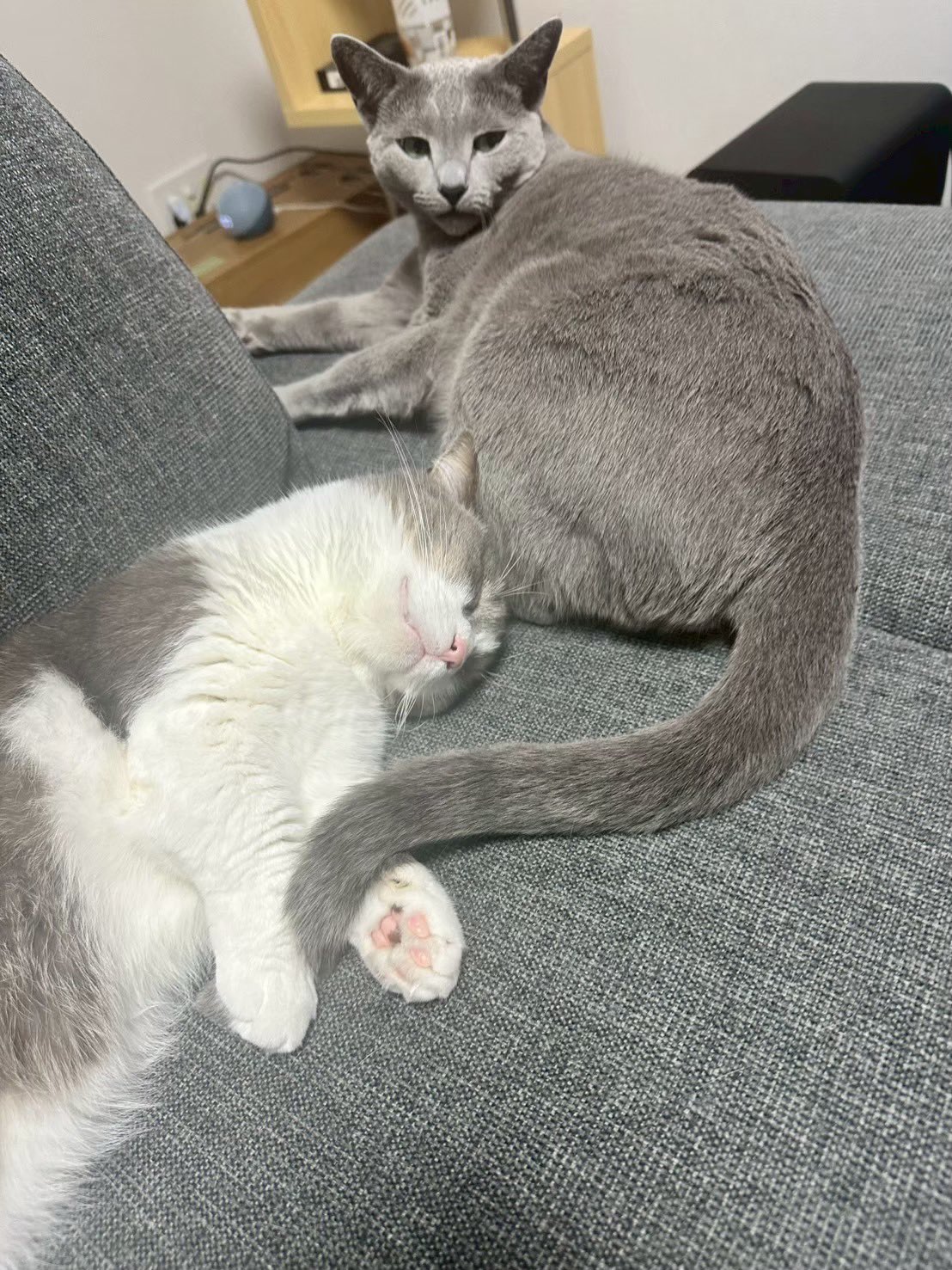 猫C 画像 1 + 14 最終値下げしました！ tks(たかす) on X: 