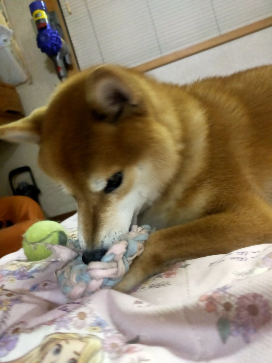 夜の11時だけど遊ぶ気満々犬(笑)
