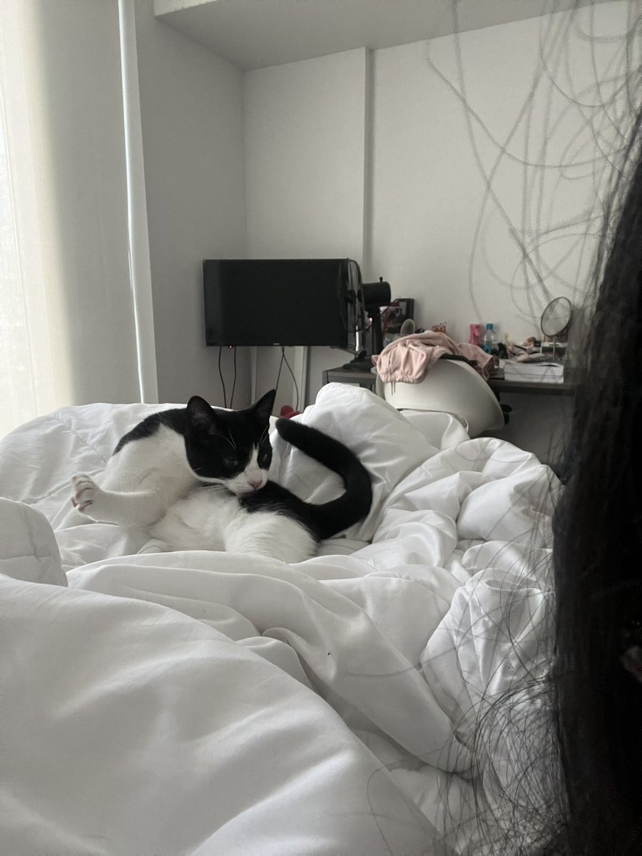 _____zoey's tweet image. He won’t let me make my bed