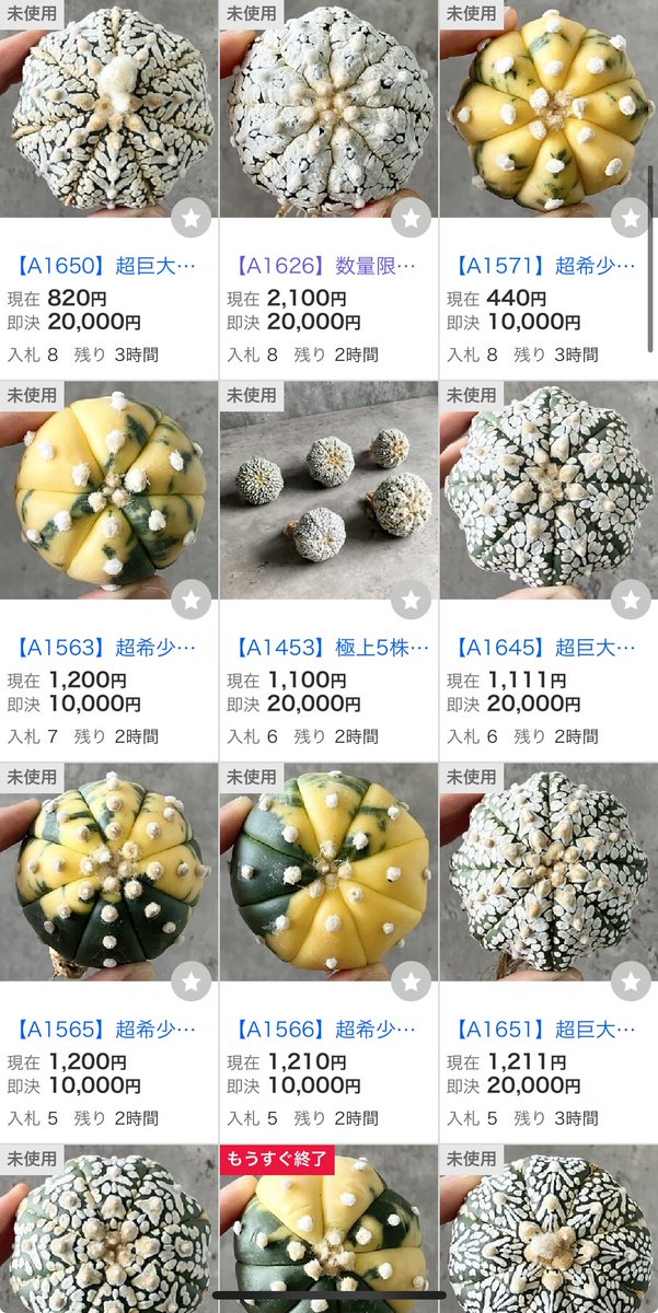 世田谷プランツマーケット様用（商品なし） Setagaya plants market🪴 (@setagaya_plants) / X
