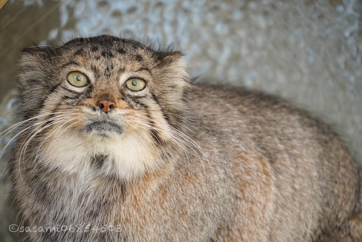 sasami06854503's tweet image. タビーちゃん
#マヌルネコ　#埼玉県こども動物自然公園
2020.1撮影