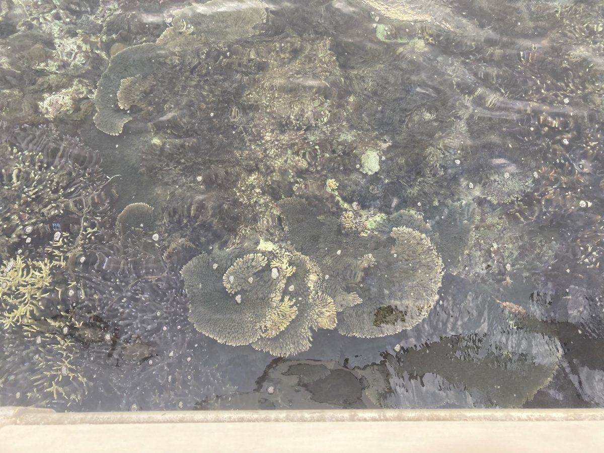 Dr. Kate Quigley (@la__cientifica) on Twitter photo Hit our weather window for the incredible Houtman-Abrolhos 🌬️. As <a href="/SylviaEarle/">Sylvia A. Earle</a> aptly describes them, these islands are a vital "Hope Spot" for our ocean. We must contribute to their preservation. 💙 #HoutmanAbrolhos #OceanConservation #HopeSpots #SylviaEarle <a href="/jcu/">James Cook Uni</a> <a href="/qldmuseum/">Queensland Museum Kurilpa</a> Hit our weather window for the incredible Houtman-Abrolhos 🌬️. As <a href="/SylviaEarle/">Sylvia A. Earle</a> aptly describes them, these islands are a vital "Hope Spot" for our ocean. We must contribute to their preservation. 💙 #HoutmanAbrolhos #OceanConservation #HopeSpots #SylviaEarle <a href="/jcu/">James Cook Uni</a> <a href="/qldmuseum/">Queensland Museum Kurilpa</a>