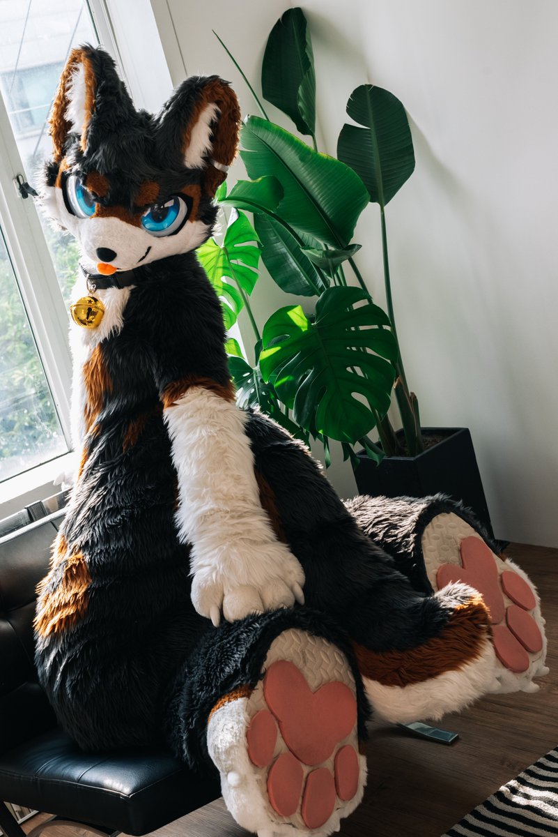 #FursuitEveryday 
📸<a href="/DonDon_Fur/">돈돈 / DonDon</a>