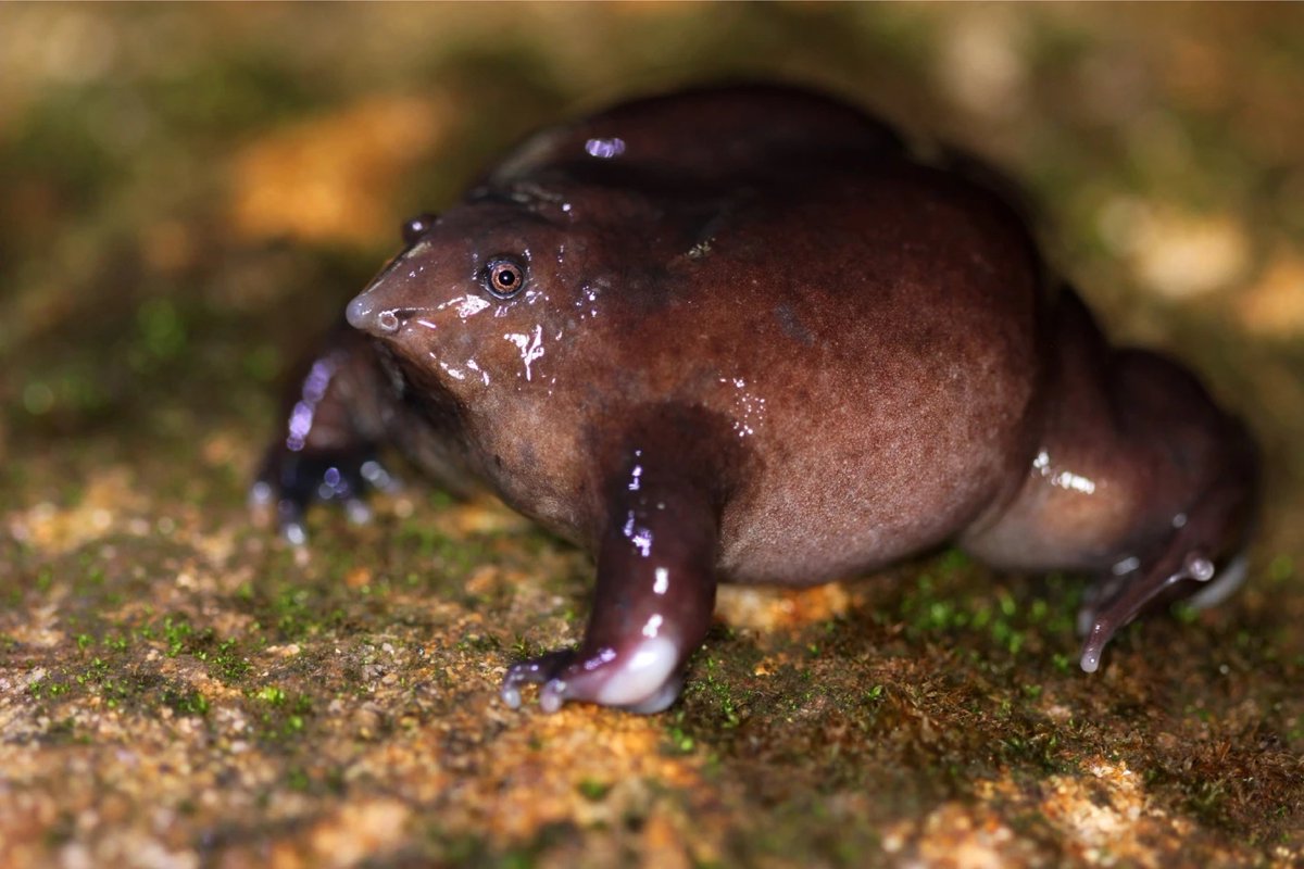 Amphibian Survival Alliance (@amphibiansorg) on Twitter photo 3 days left to apply: 2026 EDGE Fellowship
Only three days remain to apply for the 2026 <a href="/EDGEofExistence/">EDGE of Existence</a> fellowship.
This call is for early-career conservationists working to protect one of the world’s most unique species.
DD: 21st July 2025
edgeofexistence.org/edge-fellowshi… 3 days left to apply: 2026 EDGE Fellowship
Only three days remain to apply for the 2026 <a href="/EDGEofExistence/">EDGE of Existence</a> fellowship.
This call is for early-career conservationists working to protect one of the world’s most unique species.
DD: 21st July 2025
edgeofexistence.org/edge-fellowshi…
