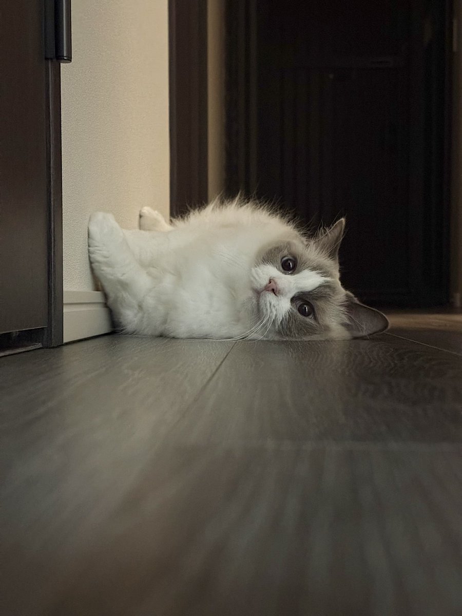 ragdoll0504's tweet image. 今日はこの向きでねます