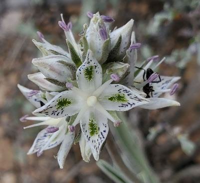 NNSANevada's tweet photo. ๐ตNevada born and raised! Here we have the Pahute Green Gentian, a desert flower found only in southwest Nevada with its peak blooming period running from May to July.
#WeSecureAmericasFuture #NNSS #NNSS #FloraFriday #FloraFridays https://t.co/MLzPSEHpGj