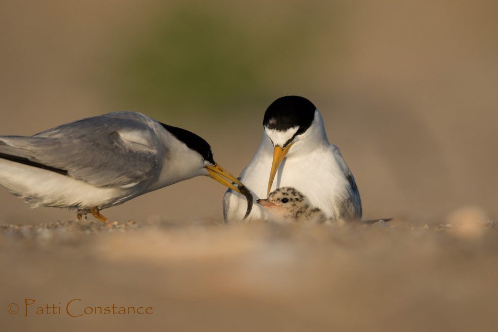 Least Terns breed along the shores of the US and Mexico. Their chicks are "precocial," meaning that they hatch fully feathered and ready to leave the nest. After two days, they'll follow their parents around, finding shelter and learning how to be a tern!

📷: Patti Constance