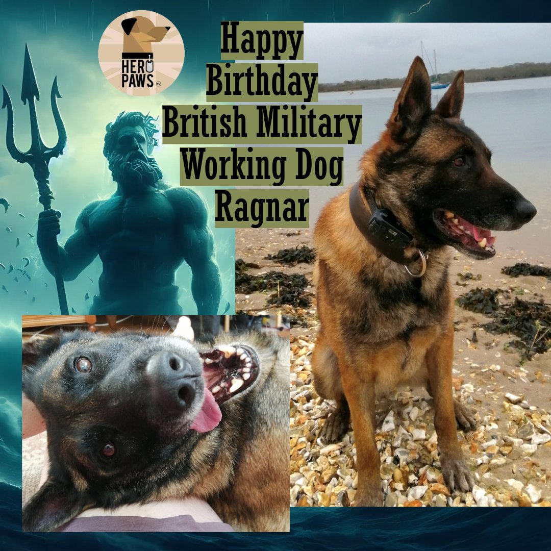 Heropawsuk's tweet image. Happiest of cake days to the super warrior retired military dog Ragnar
After 5 years of some serious military dog work, Ragnar got to hang up his harness in 2022 and retired to the guardianship of his amazing family.
We know there will be lots of cake and hugs and you and…