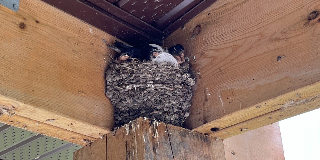 Long Point PP tweet media