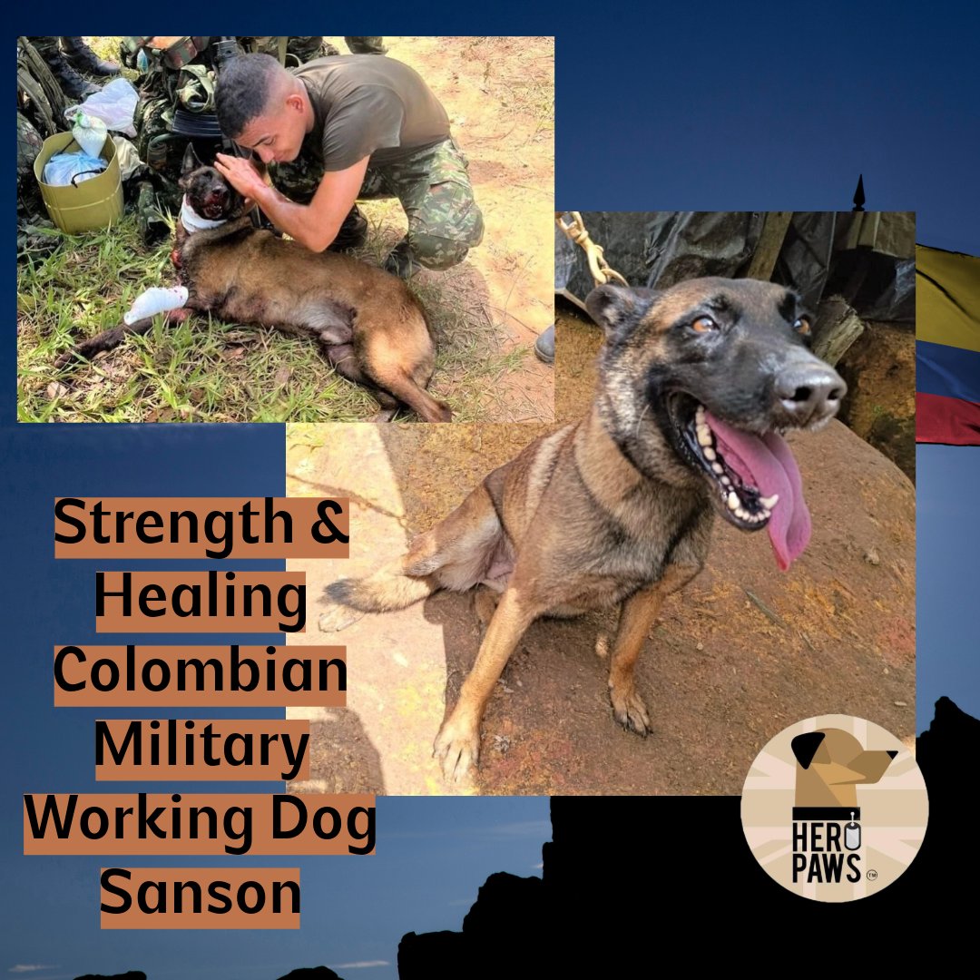Heropawsuk's tweet image. Sending strength and healing love to Colombian Military Search Dog Sanson
A military dog is being hailed as a hero in Colombia after detecting a bomb planted by guerrilla fighters that exploded during a military operation, authorities said, adding that the wounded canine's…