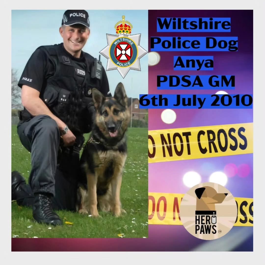Heropawsuk's tweet image. 6th July 2010 Wiltshire Police Dog Anya was awarded the PDSA GM “For devotion to duty and lifesaving bravery in the face of danger, when faced with a knife-wielding assailant, on 3 January 2008.”
Anya was a newly qualified Police Dog in January 2008, when she and handler PC Neil…