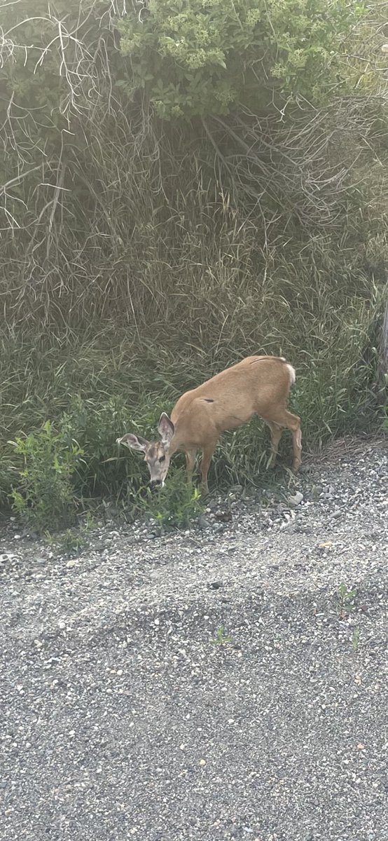 Breakfast on the deck with a special visitor