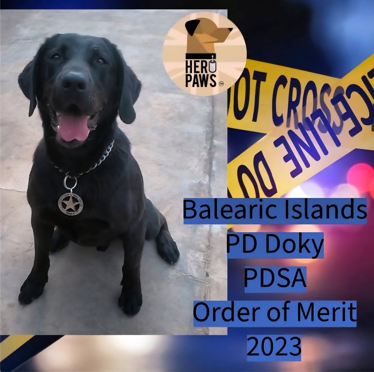 Heropawsuk's tweet image. 2023 Police DOG (PD) Doky posthumously received the PDSA Order of Merit for a distinguished career and outstanding devotion to duty with the National Police Department of the Balearic Islands between 2009 – 2019
Doky joined the Mallorca Police at just four-months-old. He quickly…
