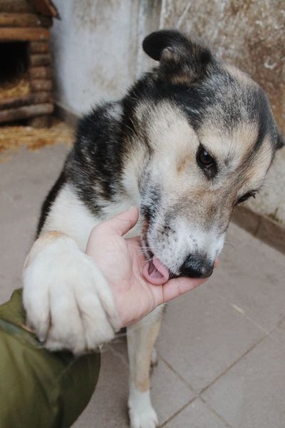 Piękny, duży przytulas Skoczek ❤️❤️❤️ pilnie szuka kochającego Domu! ❤️