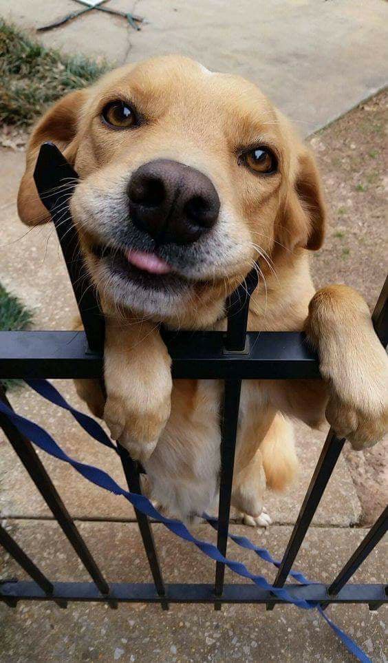 Bichinhos fofinhos pra quem ta cansado tweet media