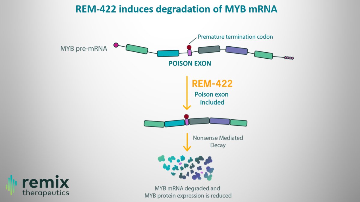 MYB is an oncogenic transcription factor that is dysregulated in cancers like ACC, AML, and HR-MDS. REM-422 is an oral mRNA degrader that reduces MYB mRNA and protein expression, resulting in antitumor activity in MYB-dependent human tumor models.
➡️bit.ly/4kJkYQ4