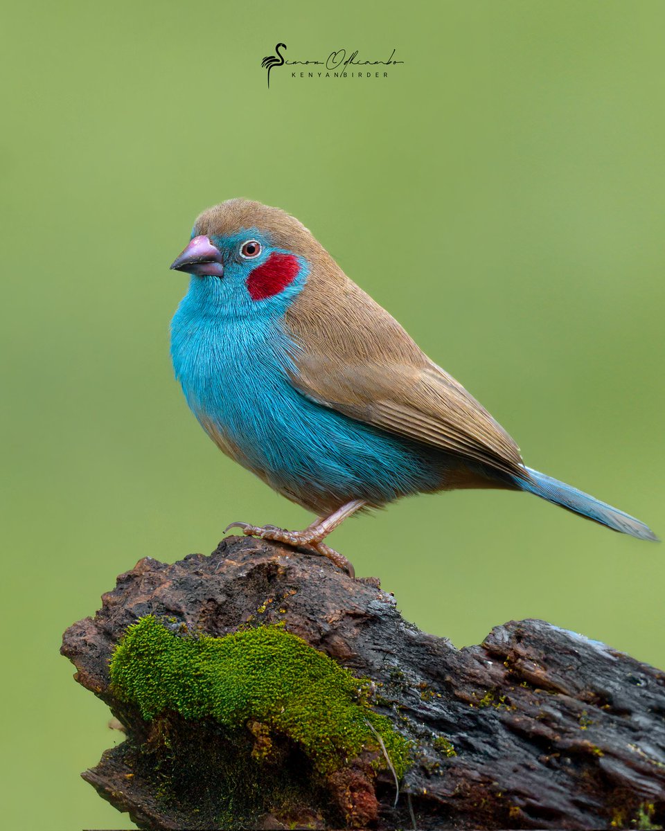 Kenyabirder's tweet image. Red-cheeked Cordonbleu in Murang&apos;a