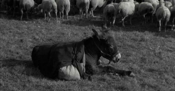 (오늘의 죽고싶은 일을 맞닥뜨리기 전) <당나귀 발타자르>(로베르 브레송, 1966)을 봤다 브레송 미니멀리즘 때문에(?) 처음엔 얘기도 못따라잡아서 위키 검색하며 봤다 그러다가 중반 이후부터는 정말 왜 다들 명작이라는지 알겠더라 나한테 이 영화의 주제는 '뭐가 어떻게 될지 모르는 것이 삶'임