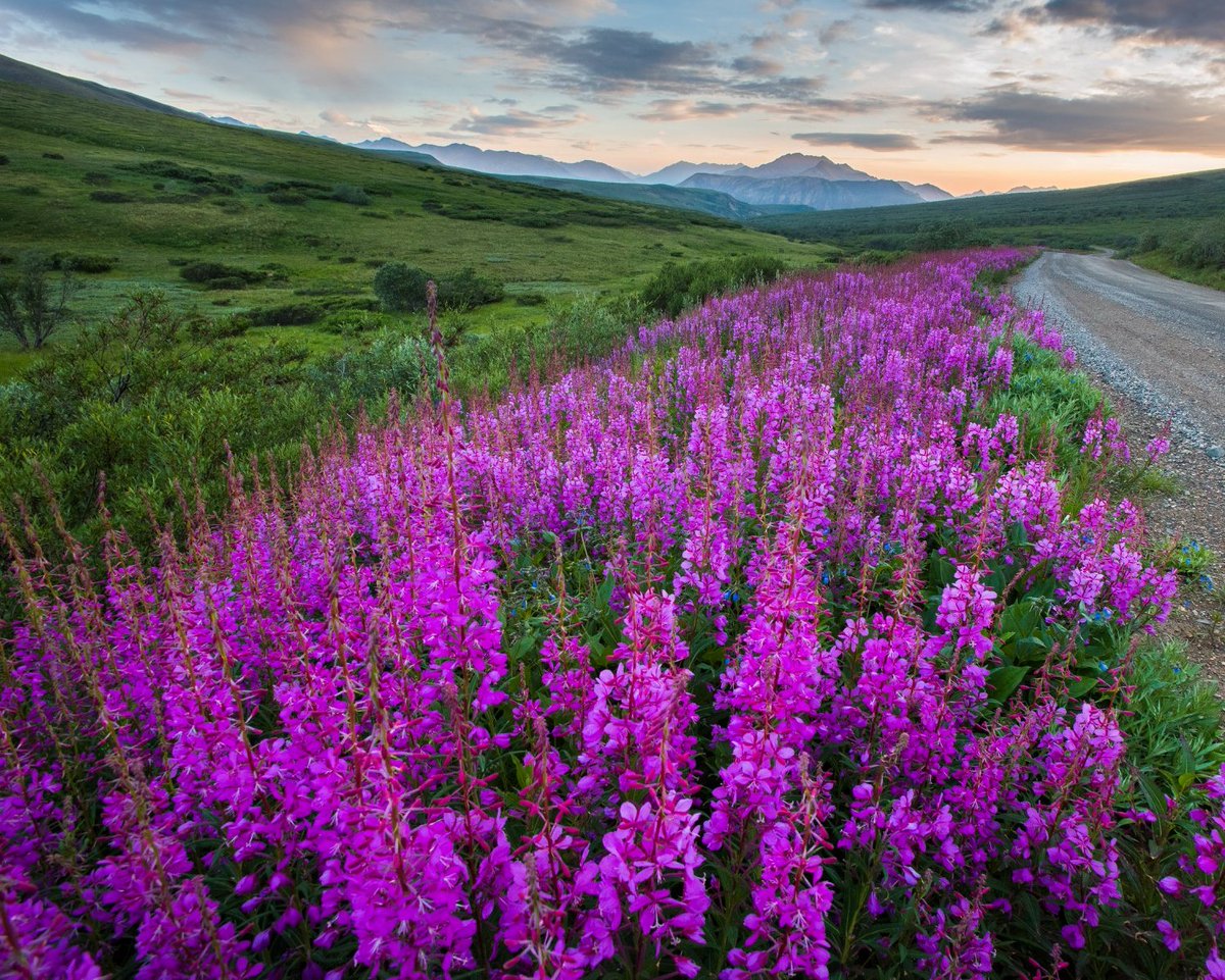 Interior's tweet image. Mid-July in @DenaliNPS means fireweed season is in full swing! These brilliant blooms light up the landscape, adding a splash of vibrant pink and purple to Alaska’s summer scenery.
Here’s to a bright and beautiful weekend! 💜
