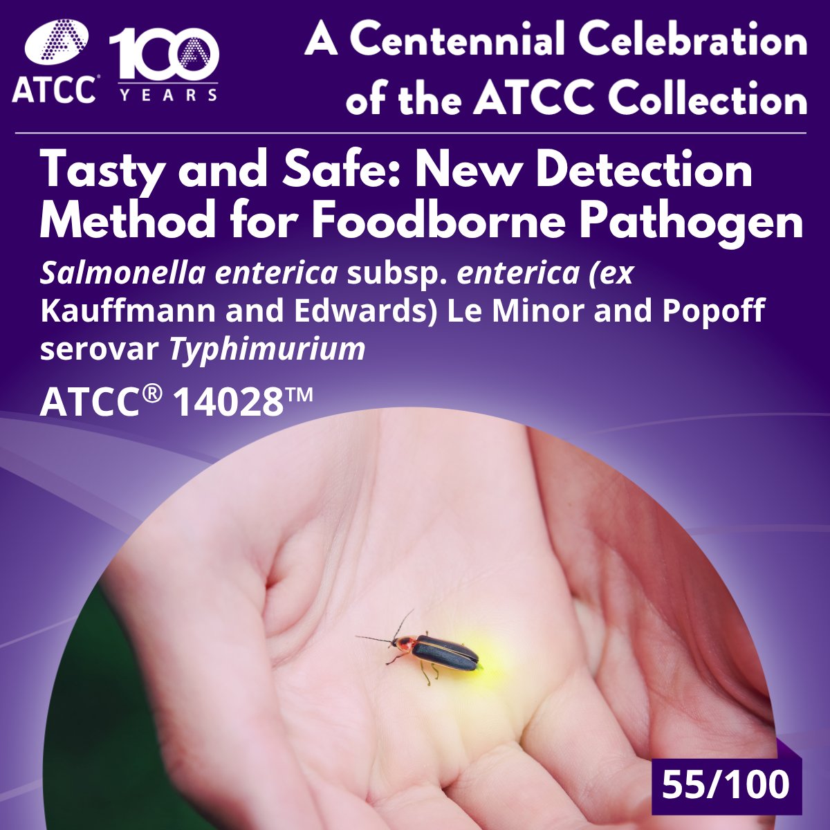 officialatcc's tweet image. S. Typhimurium causes ~1.35M foodborne illnesses yearly in the U.S. Traditional detection is slow and complex, but new fluorescence-based assays—like firefly-inspired gold nanoclusters and LAMP tests—offer faster, cheaper, and more accurate detection. ow.ly/kGIU50Wrk0I