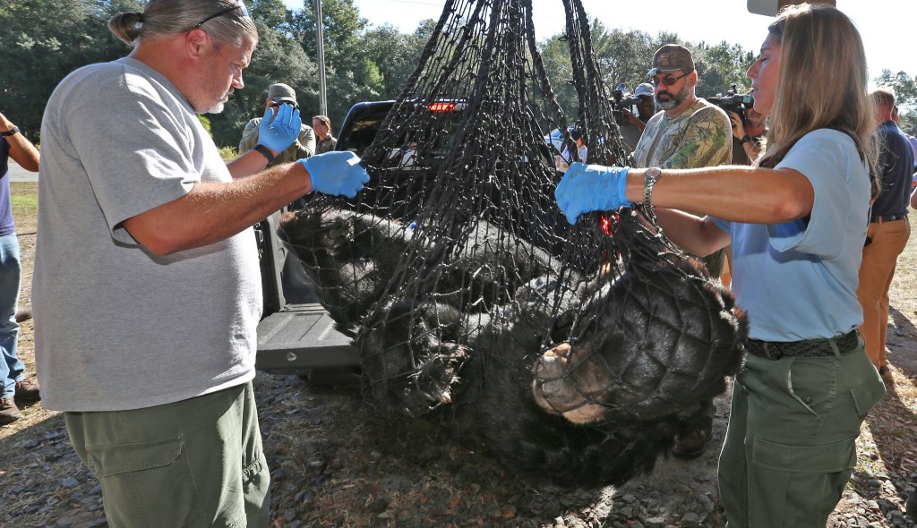 Editorial: Make it clear that Floridians hate the idea of a black-bear massacre trib.al/TlUBKUZ