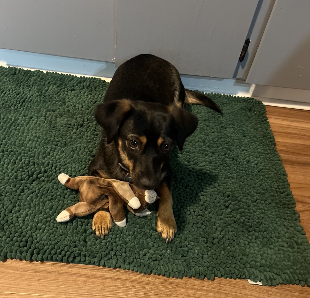 Ruflesscat's tweet image. This is my dog Binx 🐶
