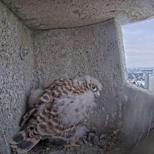 UN_Vienna's tweet image. The little baby #kestrel living at #UNVienna is growing fast – getting bigger and stronger every day. Check out how the mother looks after her chick in one of the safe high-rise nests. Don't worry - the secret camera does not bother the birds.
Live-Feed: unis.unvienna.org/unis/en/newsfe…