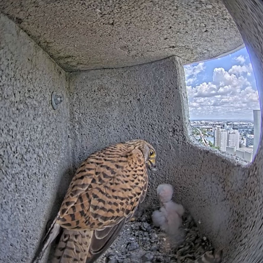UN_Vienna's tweet image. The little baby #kestrel living at #UNVienna is growing fast – getting bigger and stronger every day. Check out how the mother looks after her chick in one of the safe high-rise nests. Don't worry - the secret camera does not bother the birds.
Live-Feed: unis.unvienna.org/unis/en/newsfe…