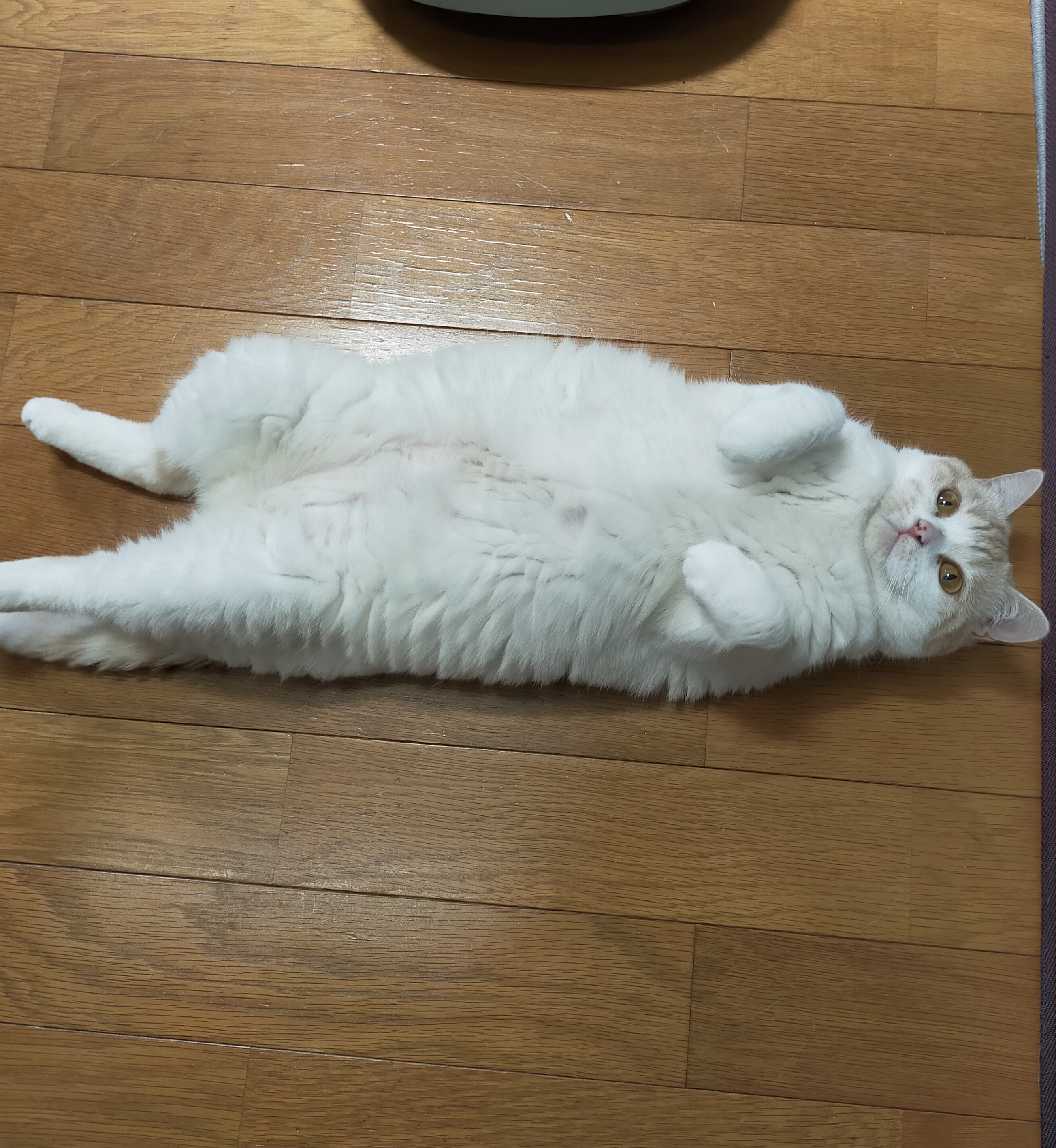 まさねこ まさまさ(猫) on X: 