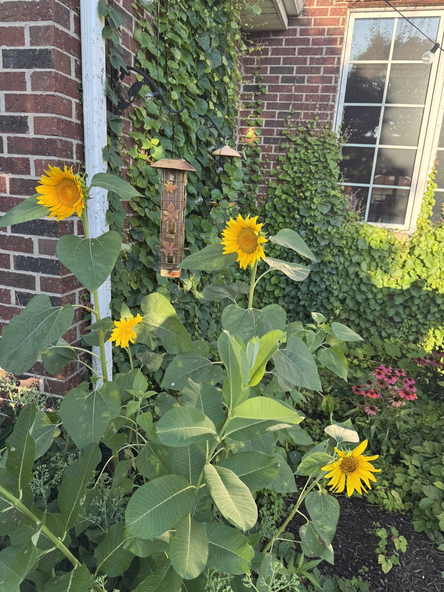 Came home to these little beauties growing in my wild flower patch. And the pumpkins are making a comeback this year too. 🌻🌻🌻🌻🌻🌻🌻🌻🌻🌻